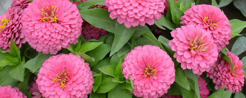 百日草什么季节种 百日草什么季节种