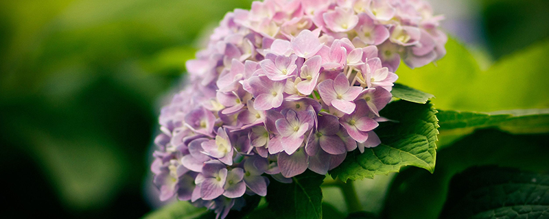什么季节给花换土 什么季节给花换土