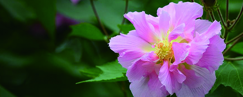 芙蓉什么季节种植 芙蓉什么季节种植