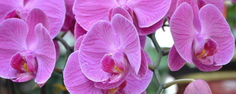 梅雨季节蝴蝶兰怎么养 梅雨季节蝴蝶兰怎么养