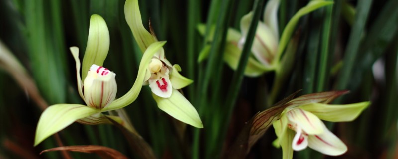 兰花啥季节换盆 兰花啥季节换盆