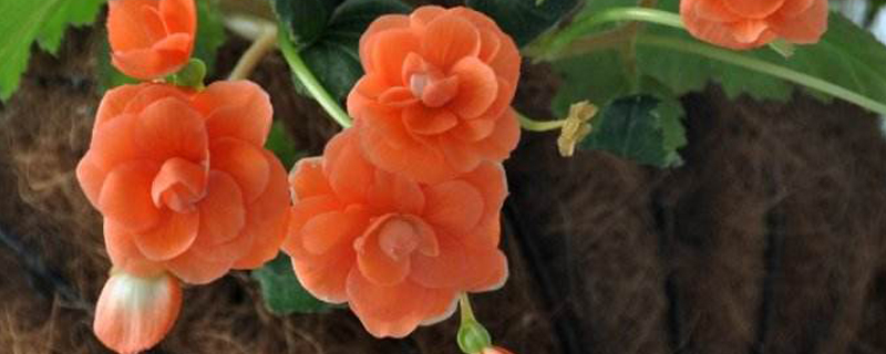 球根海棠开花季节 球根海棠开花季节