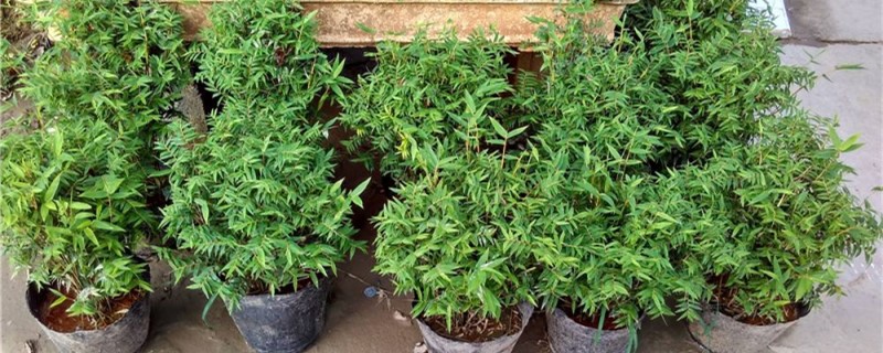 什么季节盆栽米竹 什么季节盆栽米竹