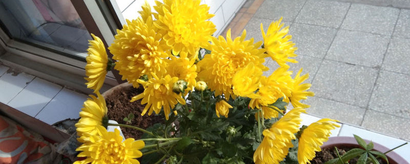 菊花哪个季节修剪 菊花哪个季节修剪