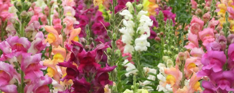 金鱼花什么季节开花 金鱼花什么季节开花