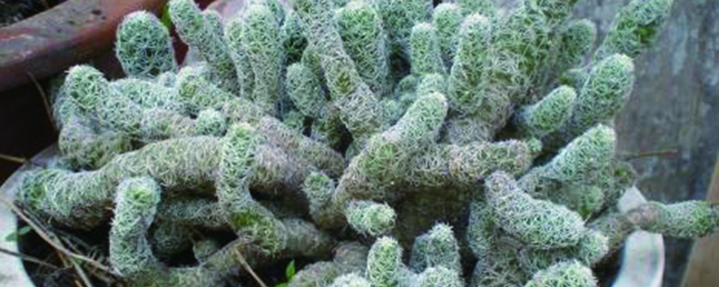 银手指开花季节 银手指开花季节