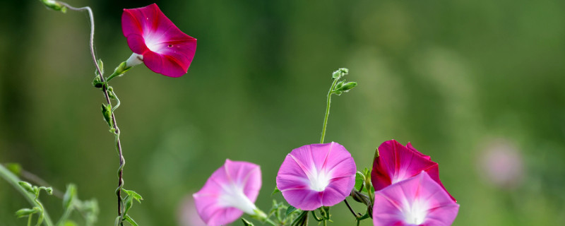 牵牛花在哪个季节开花 牵牛花在哪个季节开花