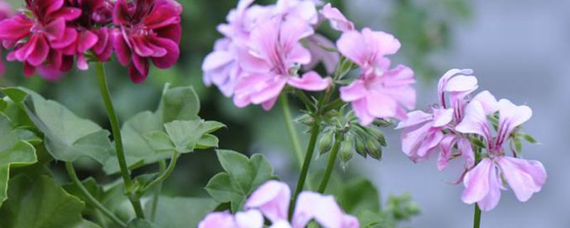 天竺葵什么季节播种 天竺葵什么季节播种