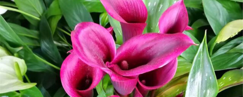 马蹄莲什么季节种 马蹄莲什么季节种