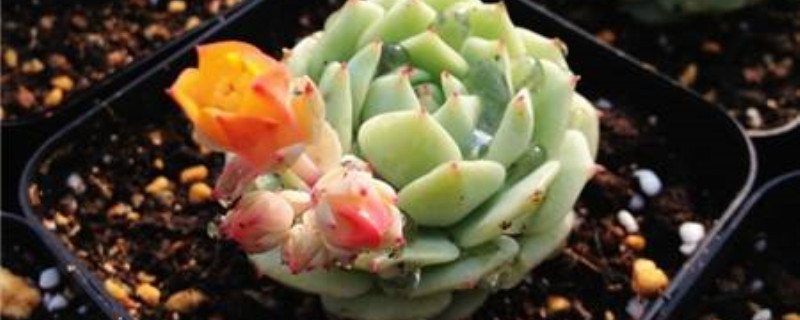 秋冬季节植物及养护管理要点 秋冬季节植物及养护管理要点