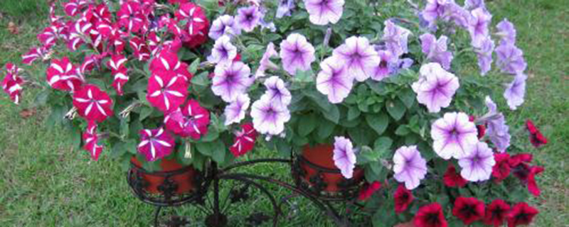草本花卉开花季节