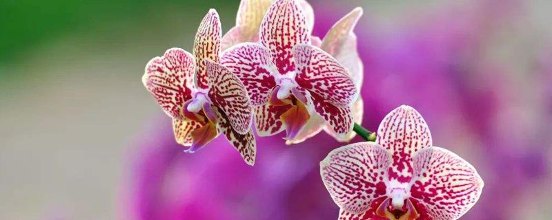 蝴蝶兰什么季节种 蝴蝶兰什么季节种