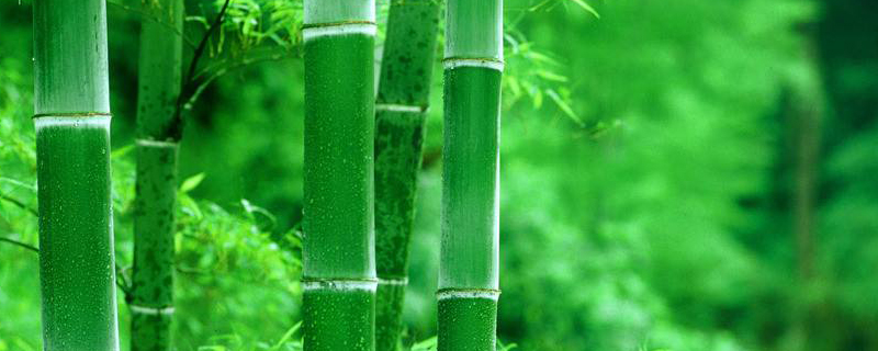 竹子什么季节生根 竹子什么季节生根