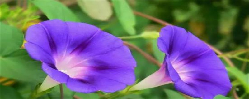 牵牛有哪些病虫害,应如何防治 牵牛有哪些病虫害,应如何防治