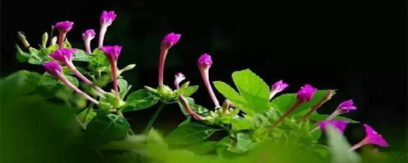 紫茉莉浇水的时间/方法/水量/频率 紫茉莉浇水的时间/方法/水量/频率