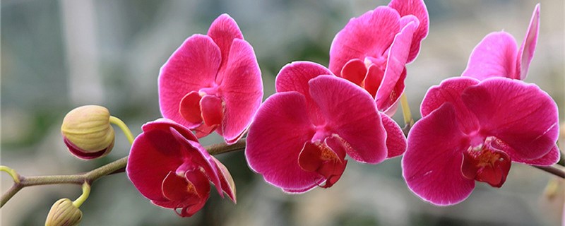 蝴蝶兰开花时能换土吗 蝴蝶兰开花时能换土吗