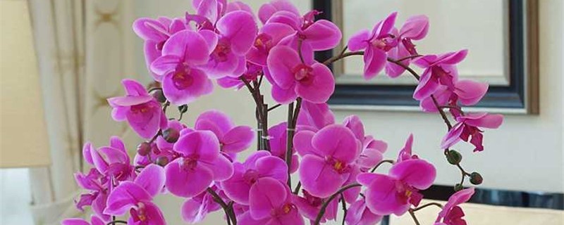 蝴蝶兰花期如何施肥 蝴蝶兰花期如何施肥