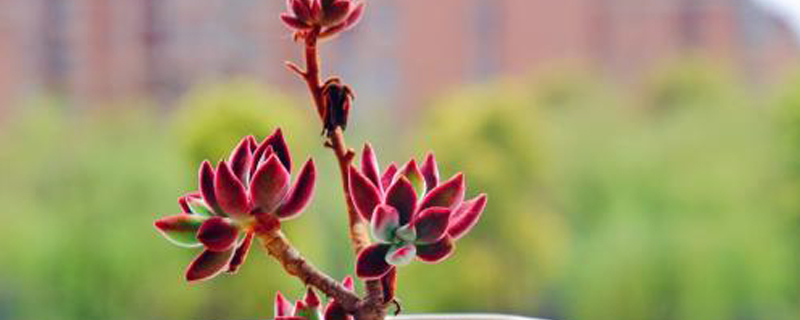 锦晃星什么季节叶插 锦晃星什么季节叶插