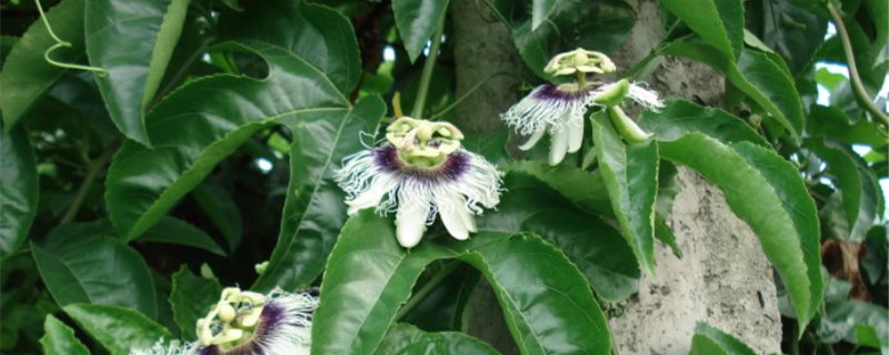 黄金百香果花语 黄金百香果花语