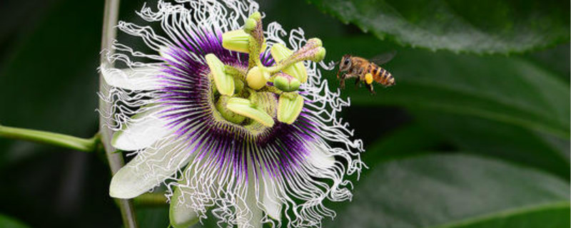 百香果花卉类型 百香果花卉类型