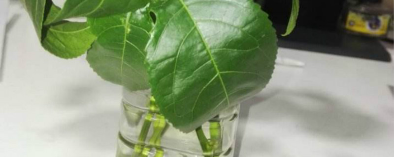 百香果水培方法 百香果水培方法