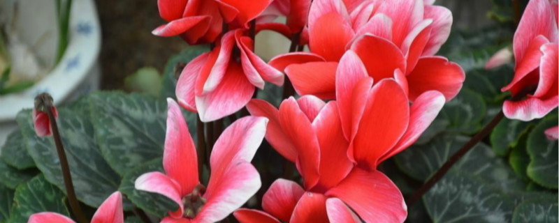 仙客来开花季节 仙客来开花季节