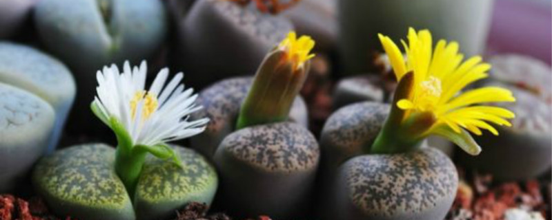 生石花播种季节