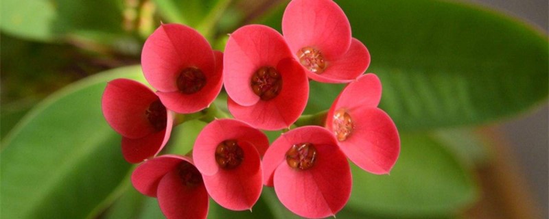 刺梅什么季节开花 刺梅什么季节开花