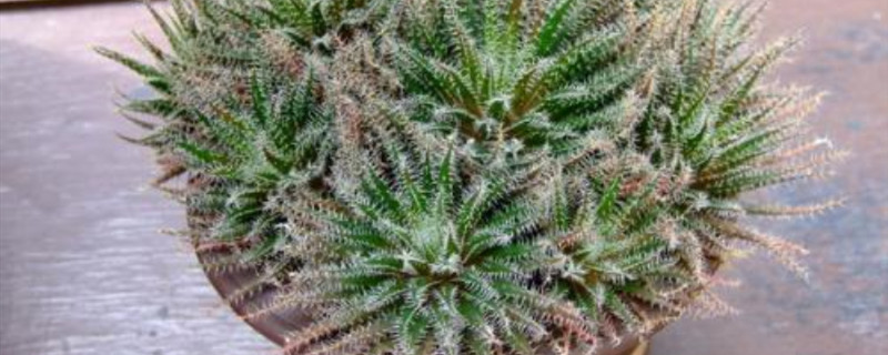 琉璃姬孔雀用多大盆 琉璃姬孔雀用多大盆