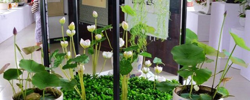 碗莲适合什么季节种 碗莲适合什么季节种