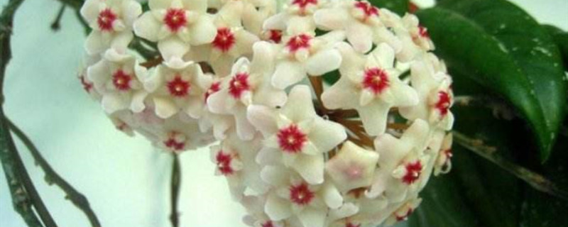 球兰开花季节 球兰开花季节