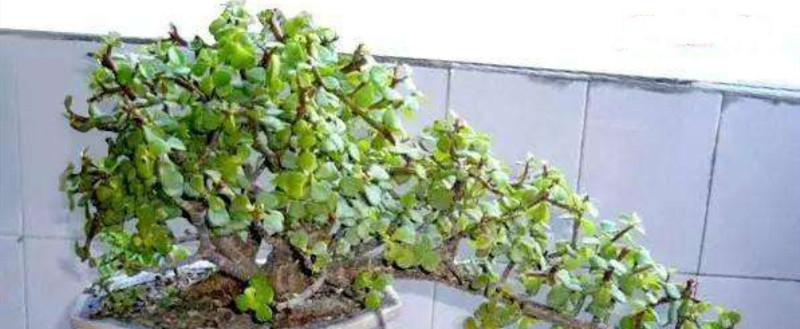 金枝玉叶什么季节开花