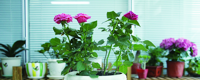 月季花哪个季节修剪 月季花哪个季节修剪