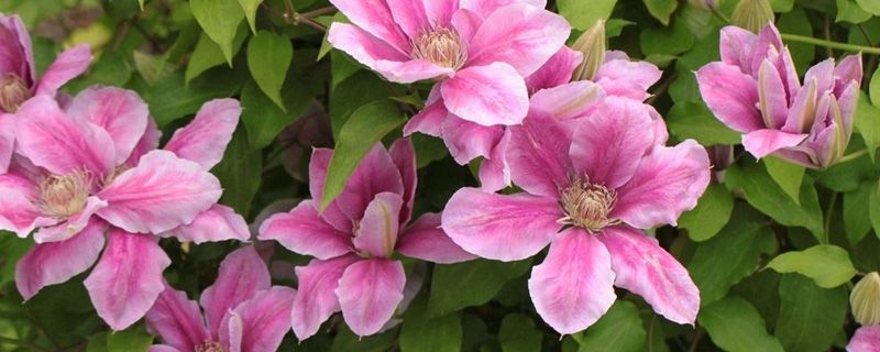 铁线莲换盆季节 铁线莲换盆季节