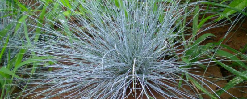 禾本类植物花期季节月份 禾本类植物花期季节月份