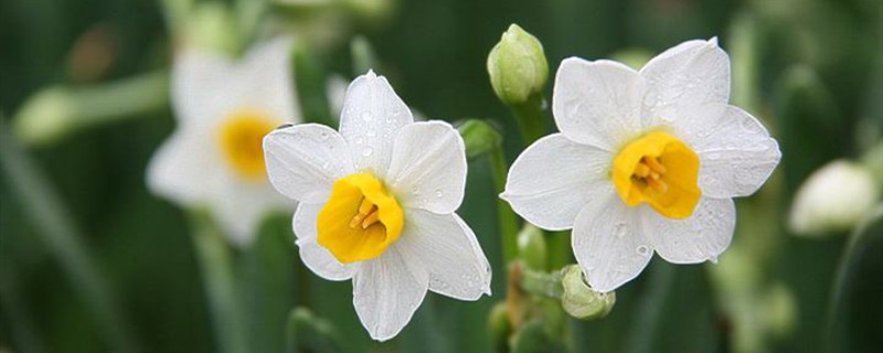 水仙哪个季节养殖 水仙哪个季节养殖