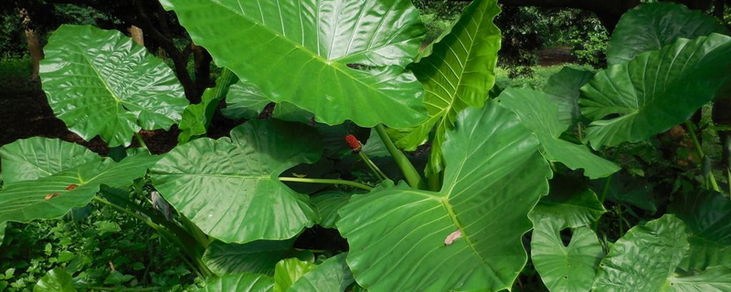 滴水观音哪个季节施肥