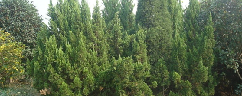 柏树什么季节修剪 柏树什么季节修剪