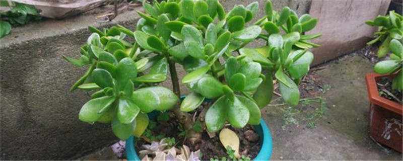 玉树什么季节可以换土