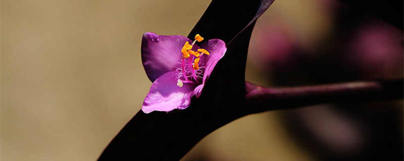 紫竹梅什么季节开花 紫竹梅什么季节开花