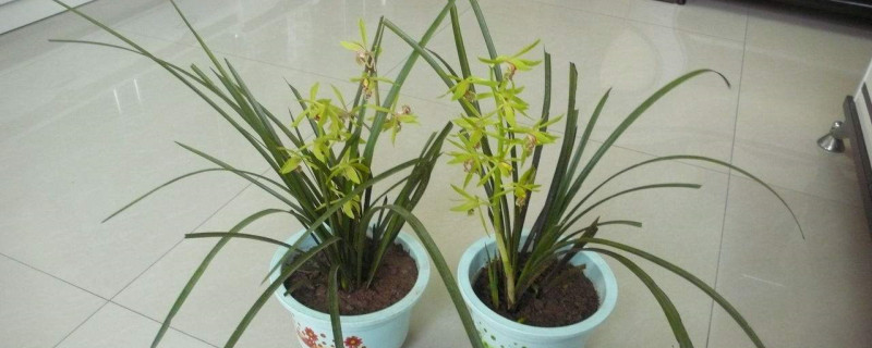 盆栽花什么季节移栽好 盆栽花什么季节移栽好