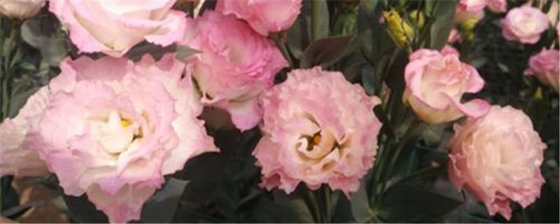 洋桔梗种植季节 洋桔梗种植季节