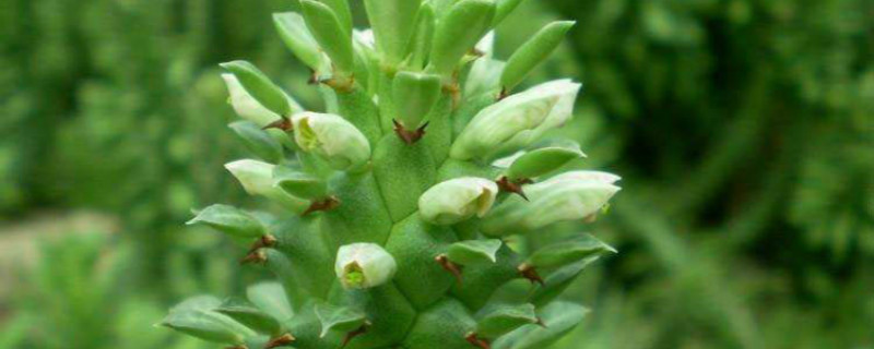 翡翠柱什么颜色