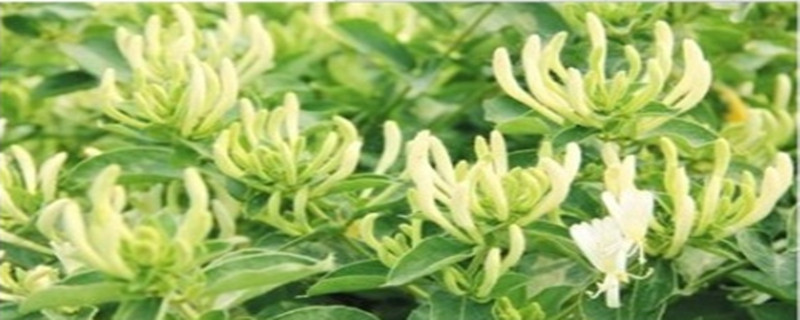 金银花浇水的时间/方法/水量/频率 金银花浇水的时间/方法/水量/频率