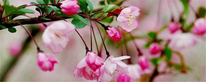海棠花的土壤要求 海棠花的土壤要求