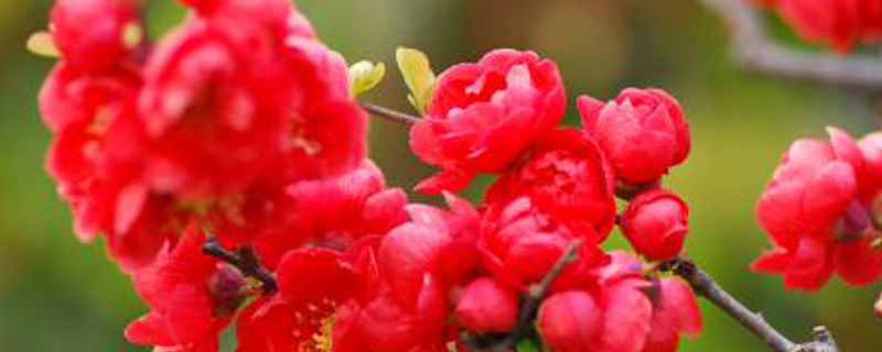 竹节海棠换盆后蔫了怎么办 竹节海棠换盆后蔫了怎么办