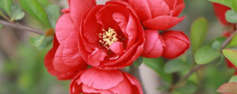 竹节海棠花多高时摘心 竹节海棠花多高时摘心