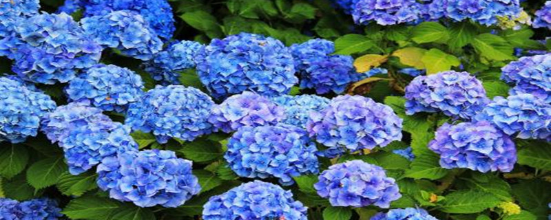 绣球花浇水的时间/方法/水量/频率 绣球花浇水的时间/方法/水量/频率