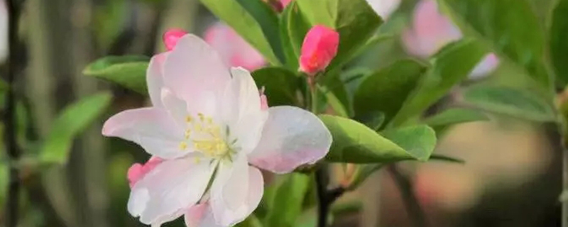 移栽苹果树不发芽 移栽苹果树不发芽