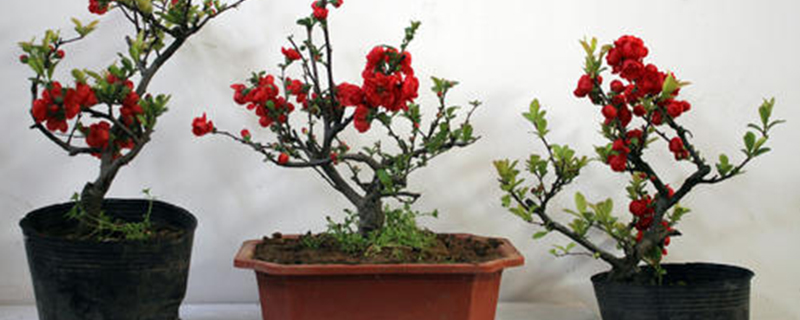 干支海棠什么时候开花 干支海棠什么时候开花